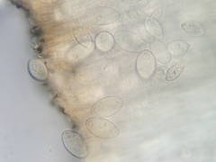 Elliottinia kerneri