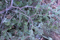 Elliottinia kerneri