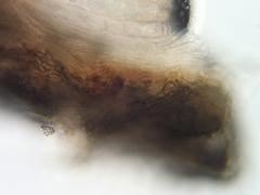 Elliottinia kerneri