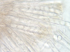 Elliottinia kerneri
