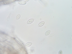 Elliottinia kerneri