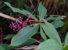 Medinilla formosana