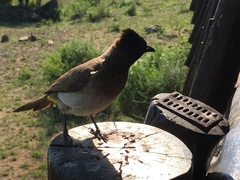 Pycnonotus barbatus layardi