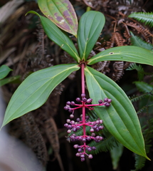 Medinilla formosana