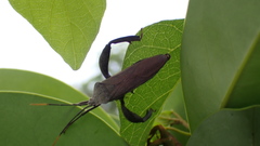 Pseudomictis obtusispinus