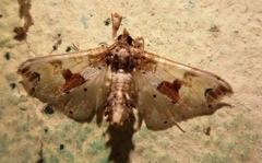 Leucinodes orbonalis