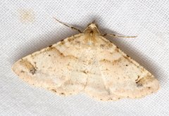 Syneora hemeropa