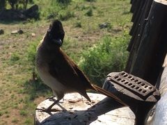 Pycnonotus barbatus layardi