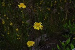 Helenium drummondii