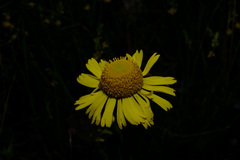 Helenium drummondii