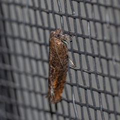 Pseudexentera mali