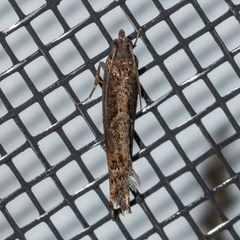 Pseudexentera mali