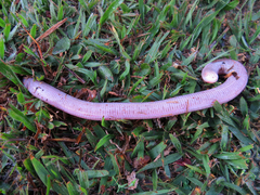 Leposternon microcephalum