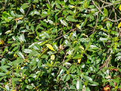 Terminalia calamansanai