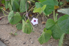 Ipomoea grandifolia