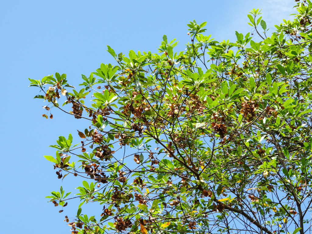 Terminalia calamansanai (Terminalia calamansanai)