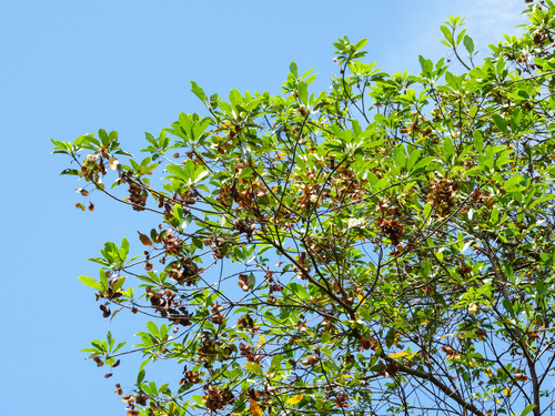 Terminalia calamansanai (Terminalia calamansanai)