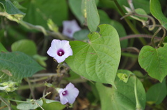 Ipomoea grandifolia