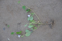 Ipomoea grandifolia