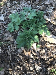 Stylophorum diphyllum