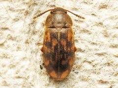 Mycetophagus