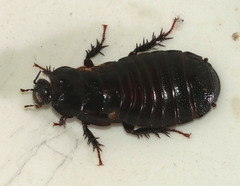 Panesthiinae