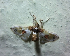 Leucinodes orbonalis