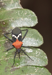 Leptoscelis militaris