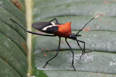 Leptoscelis militaris