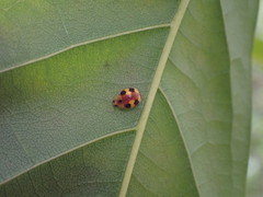 Amida tricolor