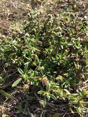 Spermacoce verticillata