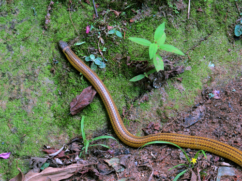 Photo of a Raddi's Lizard-eating Snake (Elapomorphus quinquelineatus)