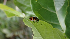 Chrysocoris fascialis