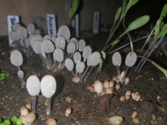 Narcissea patouillardii