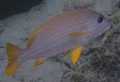Plectorhinchus chrysotaenia