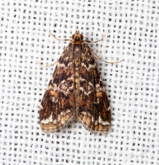 Elophila responsalis