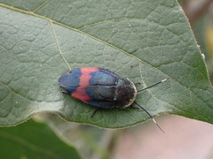 Eucorydia dasytoides