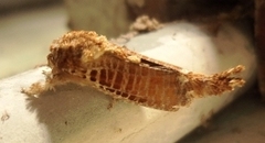 Indarbela tetraonis