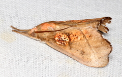 Styphlolepis hypermegas