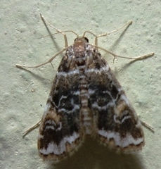Elophila responsalis