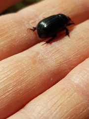 Adoryphorus coulonii