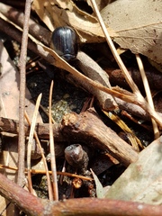 Adoryphorus coulonii