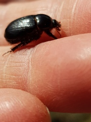 Adoryphorus coulonii