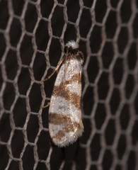 Lepidoscia dicranota