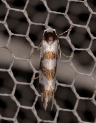 Lepidoscia dicranota