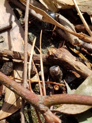 Adoryphorus coulonii