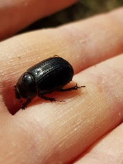 Adoryphorus coulonii