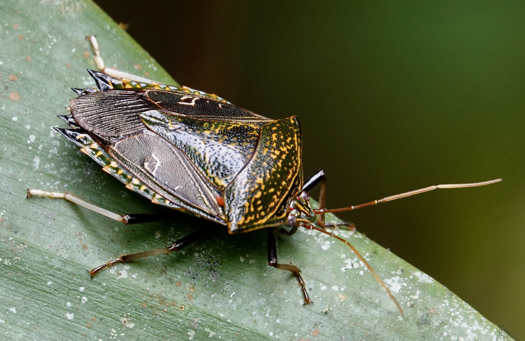 Pygoda
