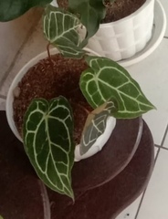 Anthurium crystallinum