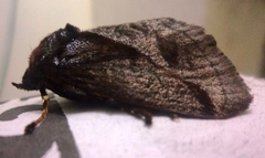 Phocoderma velutina